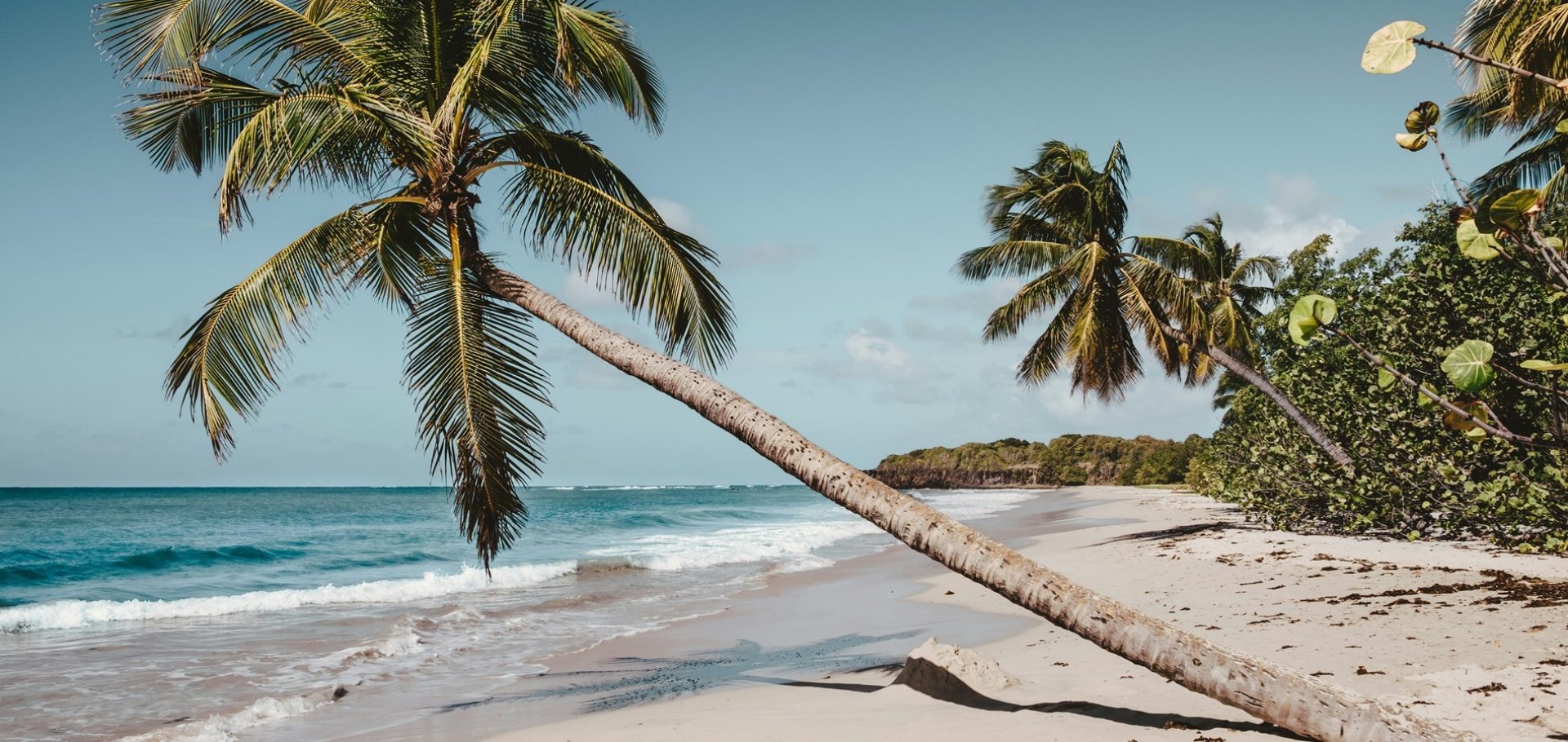 Tropical beach with leaning palm trees, white sand and turquoise ocean under clear blue sky