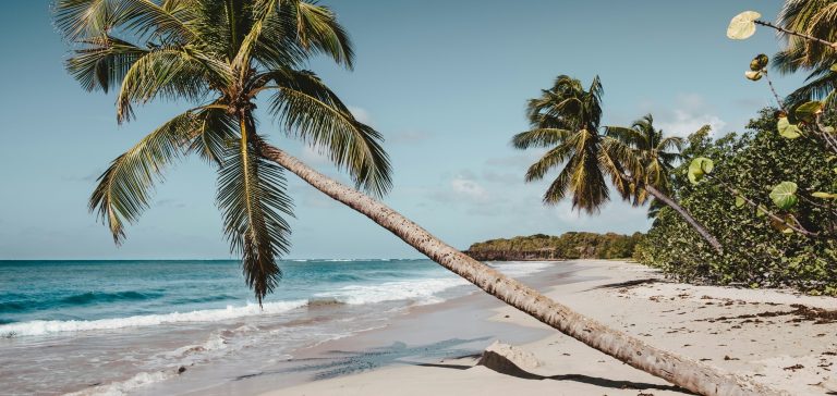 Tropical beach with leaning palm trees, white sand and turquoise ocean under clear blue sky